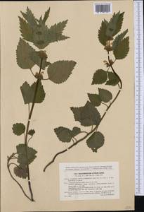 Lamium galeobdolon subsp. montanum (Pers.) Hayek, Western Europe (EUR) (Czech Republic)