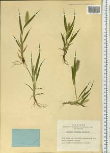 Setaria viridis (L.) P.Beauv., Siberia, Altai & Sayany Mountains (S2) (Russia)