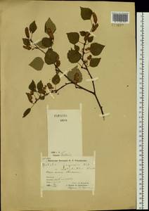 Betula platyphylla Sukaczev, Siberia, Chukotka & Kamchatka (S7) (Russia)