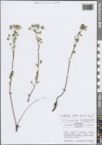 Euphorbia microcarpa (Prokh.) Krylov, Eastern Europe, Middle Volga region (E8) (Russia)