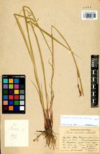 Carex vesicata Meinsh., Siberia, Baikal & Transbaikal region (S4) (Russia)