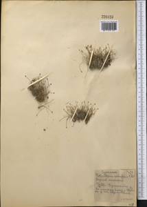 Eleocharis acicularis (L.) Roem. & Schult., Middle Asia, Northern & Central Kazakhstan (M10) (Kazakhstan)