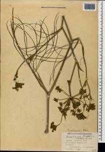 Peucedanum longifolium Waldst. & Kit., Caucasus, Georgia (K4) (Georgia)