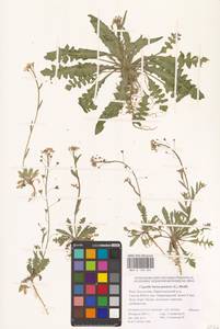 Capsella bursa-pastoris (L.) Medik., Eastern Europe, Lower Volga region (E9) (Russia)