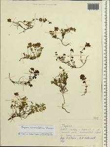Thymus reverdattoanus Serg., Siberia, Yakutia (S5) (Russia)