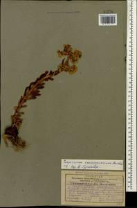 Sempervivum transcaucasicum Muirhead, Caucasus, Georgia (K4) (Georgia)