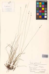 Carex pulicaris L., Eastern Europe, Estonia (E2c) (Estonia)