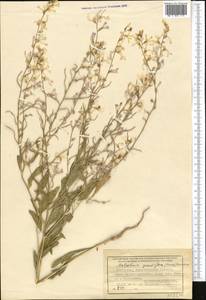 Malcolmia grandiflora (Bunge) Kuntze, Middle Asia, Muyunkumy, Balkhash & Betpak-Dala (M9) (Kazakhstan)