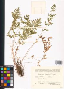 Cystopteris fragilis (L.) Bernh., Eastern Europe, South Ukrainian region (E12) (Ukraine)