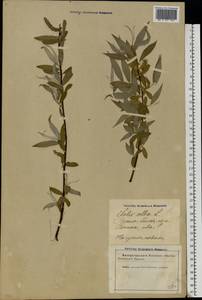 Salix alba L., Eastern Europe, Latvia (E2b) (Latvia)