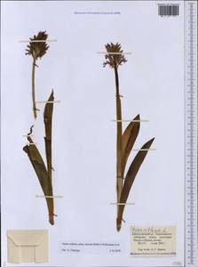 Orchis militaris subsp. stevenii (Rchb.f.) B.Baumann & al., Caucasus, Black Sea Shore (from Novorossiysk to Adler) (K3) (Russia)
