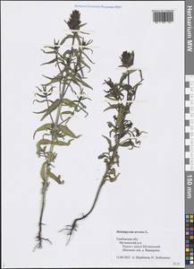 Melampyrum arvense L., Eastern Europe, Central forest-and-steppe region (E6) (Russia)