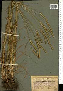 Phleum pratense L., Caucasus, Georgia (K4) (Georgia)