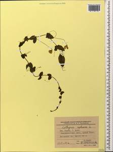 Lathyrus aphaca L., Caucasus, Krasnodar Krai & Adygea (K1a) (Russia)