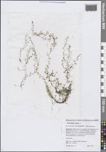 Utricularia minor L., Siberia, Baikal & Transbaikal region (S4) (Russia)