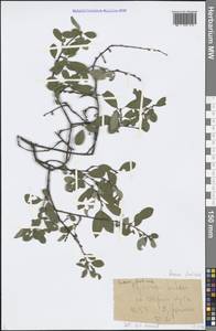Prunus fruticosa Pall., Eastern Europe, Central forest-and-steppe region (E6) (Russia)