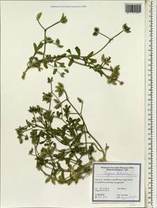 Turgenia latifolia (L.) Hoffm., South Asia, South Asia (Asia outside ex-Soviet states and Mongolia) (ASIA) (Iran)