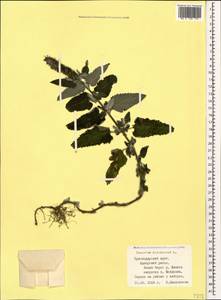 Teucrium hircanicum L., Caucasus, Black Sea Shore (from Novorossiysk to Adler) (K3) (Russia)