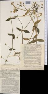Dichodon davuricum (Fisch. ex Spreng.) Á. Löve & D. Löve, Middle Asia, Western Tian Shan & Karatau (M3) (Kazakhstan)