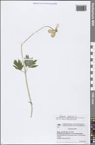 Anemone sylvestris L., Eastern Europe, Eastern region (E10) (Russia)