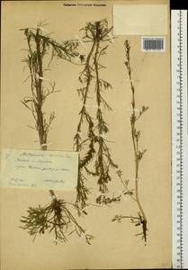 Artemisia pubescens Ledeb., Siberia, Yakutia (S5) (Russia)