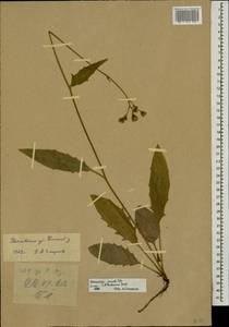 Hieracium lachenalii subsp. deductum (Sudre) Greuter, Eastern Europe, Moscow region (E4a) (Russia)