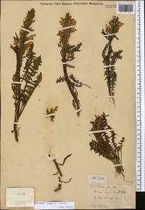 Pedicularis songarica Schrenk ex Fisch. & C.A. Mey., Middle Asia, Muyunkumy, Balkhash & Betpak-Dala (M9) (Kazakhstan)