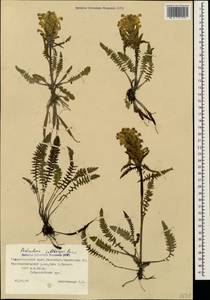 Pedicularis chroorrhyncha Vved., Caucasus, Stavropol Krai, Karachay-Cherkessia & Kabardino-Balkaria (K1b) (Russia)