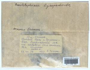 Barbilophozia lycopodioides (Wallr.) Loeske, Bryophytes, Bryophytes - Transcaucasia (B13) (South Ossetia)