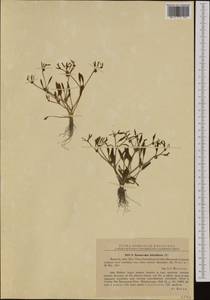 Ranunculus lateriflorus DC., Western Europe (EUR) (Romania)