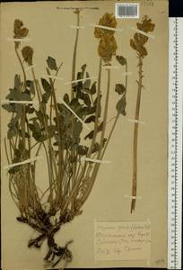 Hedysarum grandiflorum Pall., Eastern Europe, North Ukrainian region (E11) (Ukraine)