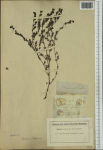 Frankenia pulverulenta, Western Europe (EUR) (France)