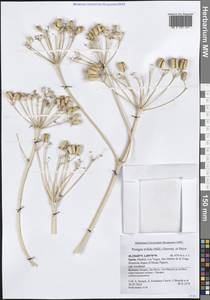 Prangos trifida (Mill.) Herrnst. & Heyn, Western Europe (EUR) (Spain)