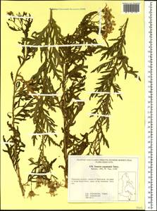 Jacobaea erucifolia subsp. argunensis (Turcz.) Veldkamp, Siberia, Russian Far East (S6) (Russia)