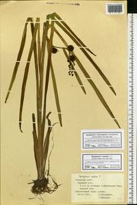 Sparganium erectum L., Eastern Europe, Middle Volga region (E8) (Russia)