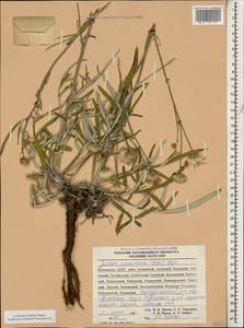 Jurinea ciscaucasica (Sosn.) Iljin, Caucasus, Dagestan (K2) (Russia)