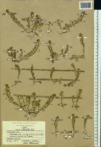 Lythrum volgense D. A. Webb, Eastern Europe, Central region (E4) (Russia)