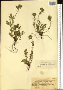 Potentilla pensylvanica L., Siberia, Altai & Sayany Mountains (S2) (Russia)