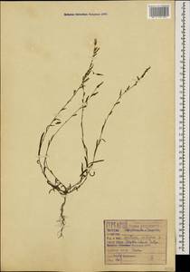 Lactuca saligna L., Caucasus, Black Sea Shore (from Novorossiysk to Adler) (K3) (Russia)