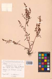 Rumex ucranicus Fisch., Eastern Europe, North Ukrainian region (E11) (Ukraine)
