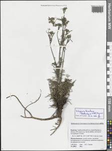 Kitagawia baicalensis (Redowsky ex Willd.) Pimenov, Siberia, Baikal & Transbaikal region (S4) (Russia)