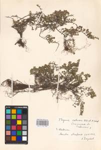 MHA 0 156 938, Thymus calcareus Klokov & Des.-Shost., Eastern Europe, South Ukrainian region (E12) (Ukraine)