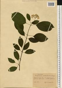 Cornus sericea L., Eastern Europe, West Ukrainian region (E13) (Ukraine)