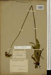 Pilosella cymosa subsp. cymosa, Caucasus, Krasnodar Krai & Adygea (K1a) (Russia)