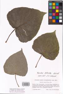 Populus deltoides, Eastern Europe, Moscow region (E4a) (Russia)