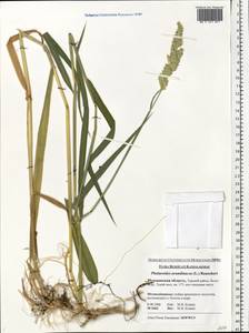 Phalaris arundinacea L., Eastern Europe, Northern region (E1) (Russia)