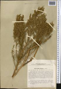 Artemisia arenaria DC., Middle Asia, Muyunkumy, Balkhash & Betpak-Dala (M9) (Kazakhstan)