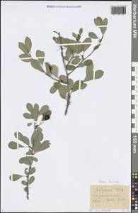 Prunus fruticosa Pall., Eastern Europe, Central forest-and-steppe region (E6) (Russia)