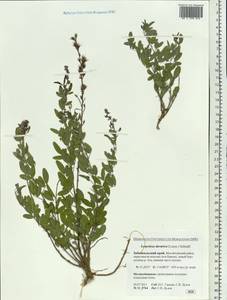 Lespedeza davurica (Laxm.)Schindl., Siberia, Baikal & Transbaikal region (S4) (Russia)