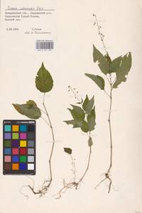 Circaea ×intermedia Ehrh., Eastern Europe, West Ukrainian region (E13) (Ukraine)